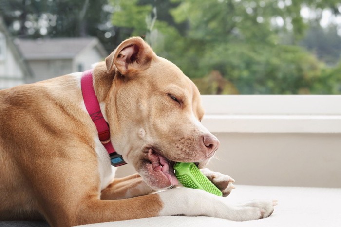 おもちゃでひとり遊びをしている犬