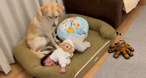 犬のベッドに乗っている犬と赤ちゃん