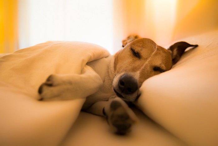 枕を使って眠る犬