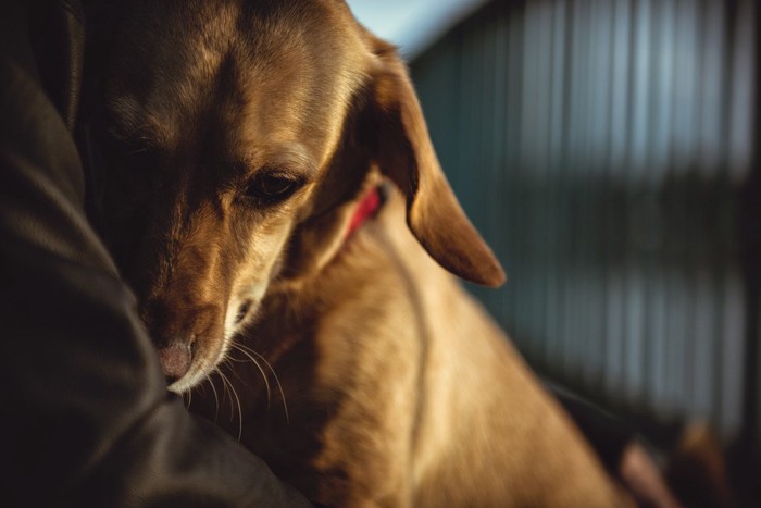 人にくっついて怖がる犬