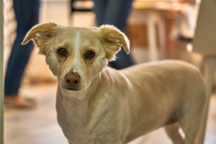 正面を見つめる犬