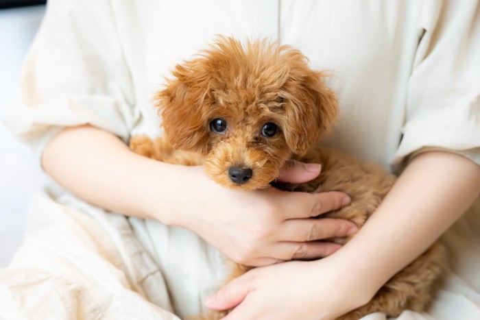 抱っこされているトイプードルの子犬