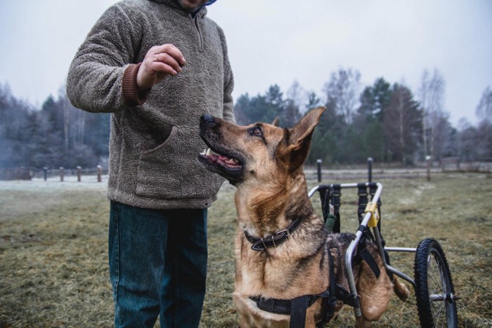 犬用車椅子を着けたシェパードと飼い主