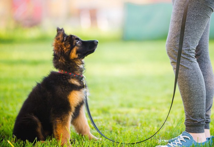 見つめ合う笑顔の女性と犬