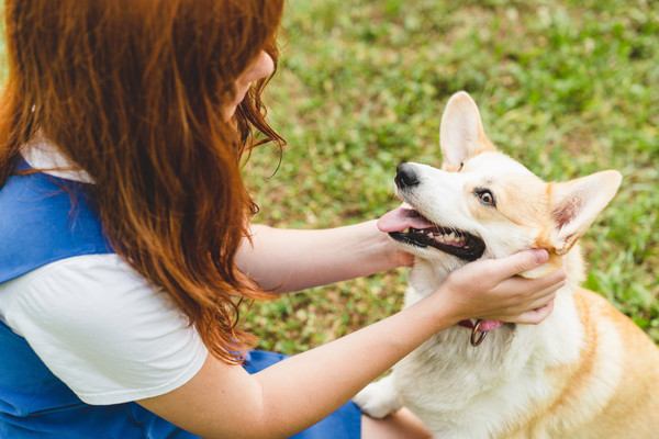 撫でられている犬