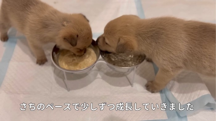 ご飯を食べる2匹の子犬