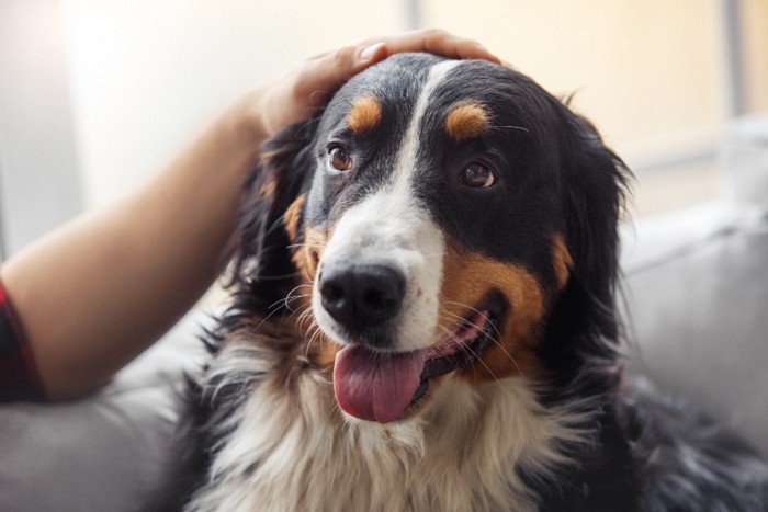 頭を撫でてもらう犬