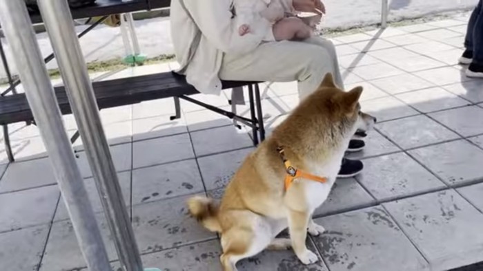 みーちゃんの前に鎮座する柴犬さん