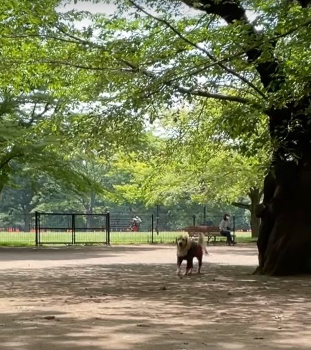 探す犬