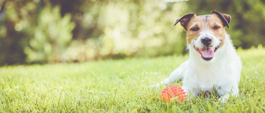 元気な犬