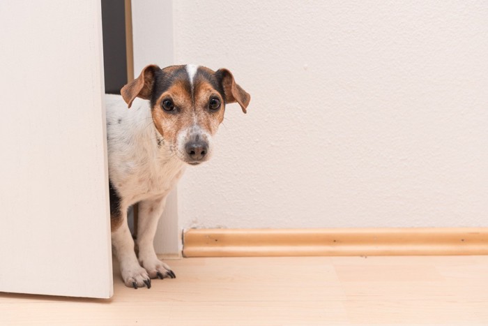 ドアから顔をのぞかせる犬