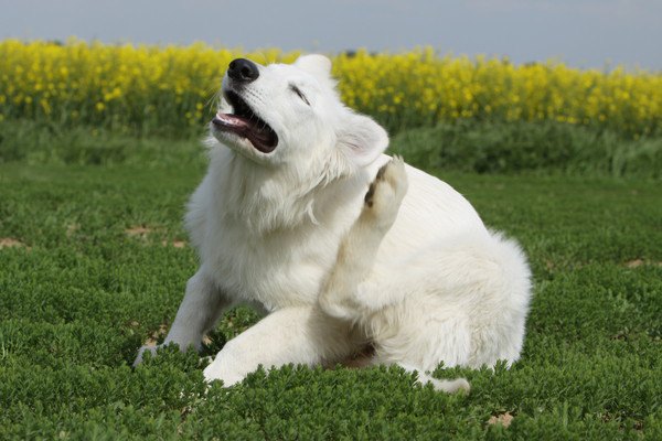 痒がる犬