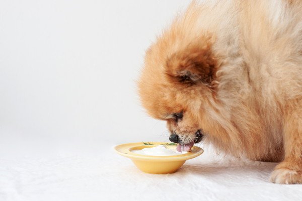 犬にミルクを与えるメリット