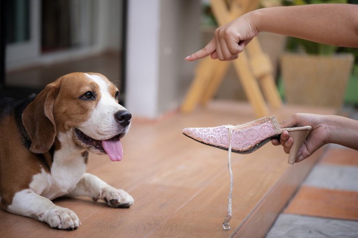 いたずらをした犬