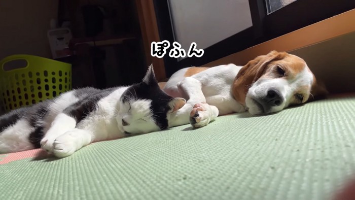 手をそろえて寝る猫と薄目を開ける犬