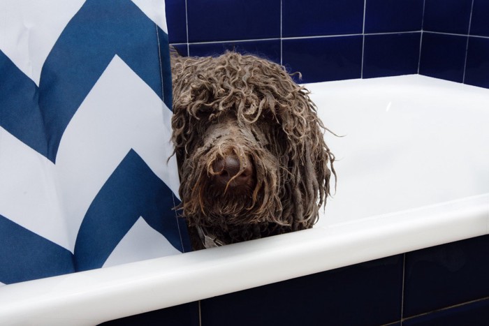 浴槽の中で嫌そうな顔の犬