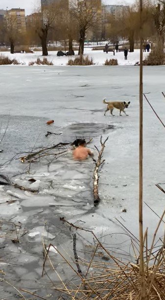 犬に到達