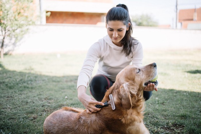 犬をブラッシングする女性