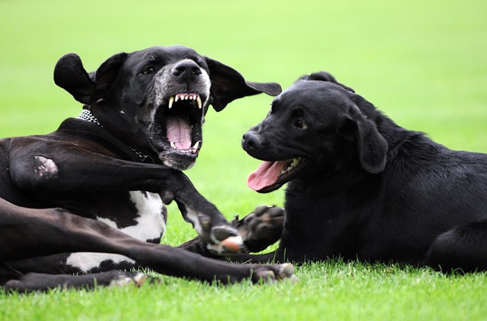 芝生の上で牙をむき出す2頭の黒い犬