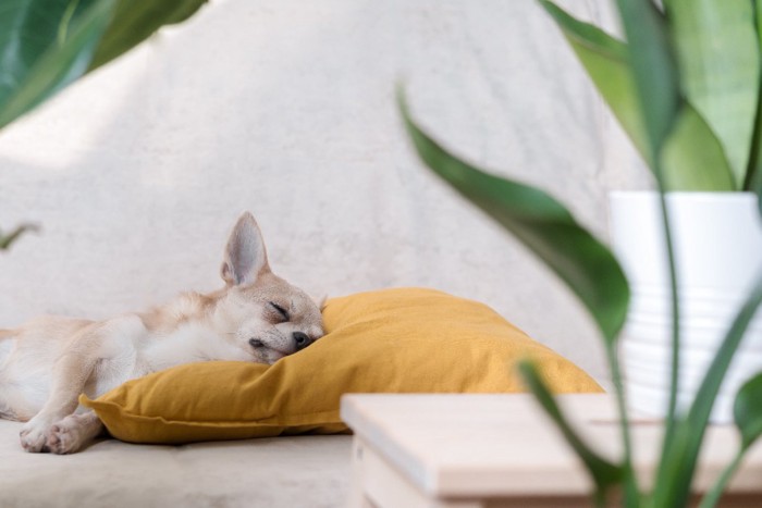 クッションに頭を乗せて寝る犬