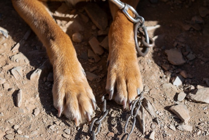 鎖でつながれている犬の前足