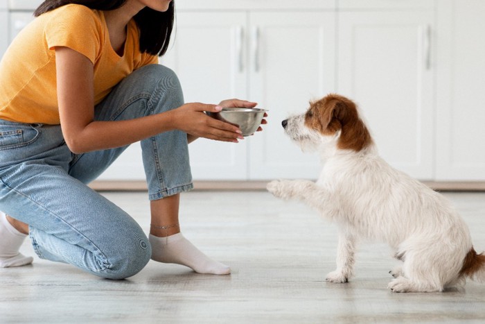 ドッグフードを前に座る犬