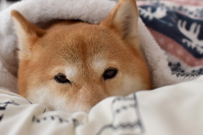 こたつ布団にくるまる柴犬