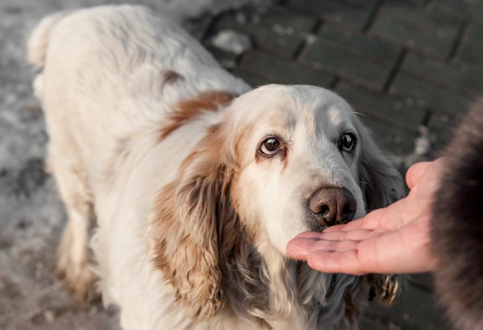 手を嗅ぐ犬