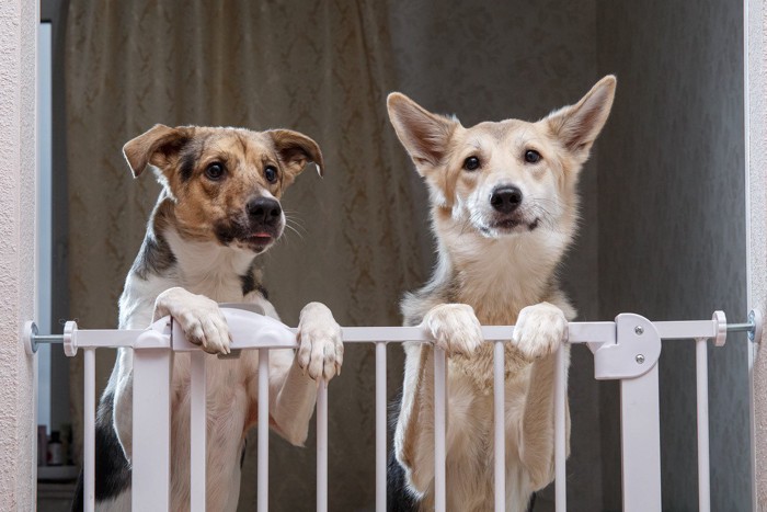 2頭で仕切りから顔をだす犬