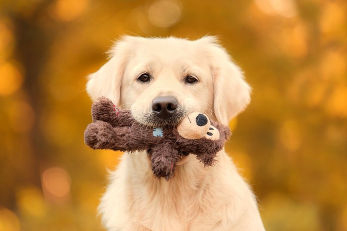 おもちゃを咥える犬