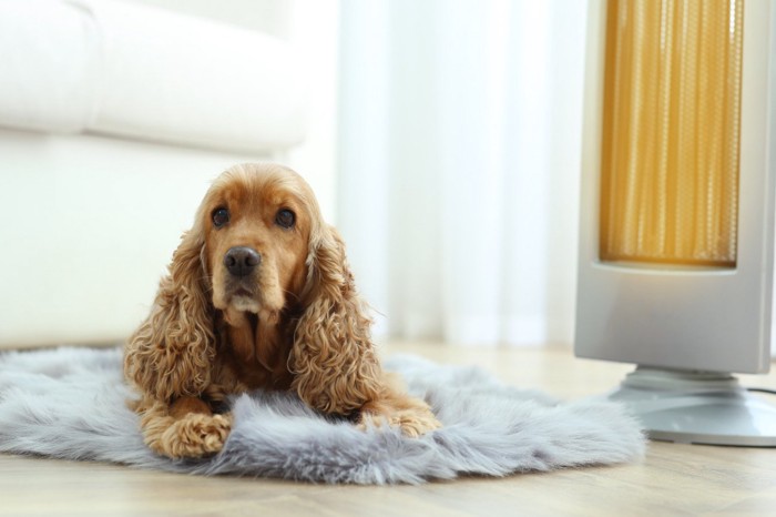 暖房器具の前に座る犬