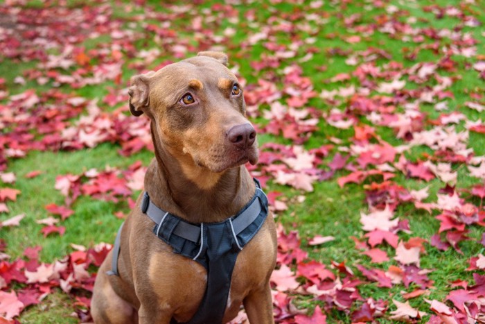 耳を後ろに倒して警戒した様子の茶の犬