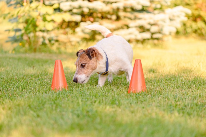 ノーズワークトレーニング中の犬