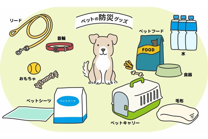 飼い主と見つめ合っている犬