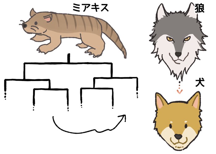 犬の起源を解説するイラスト