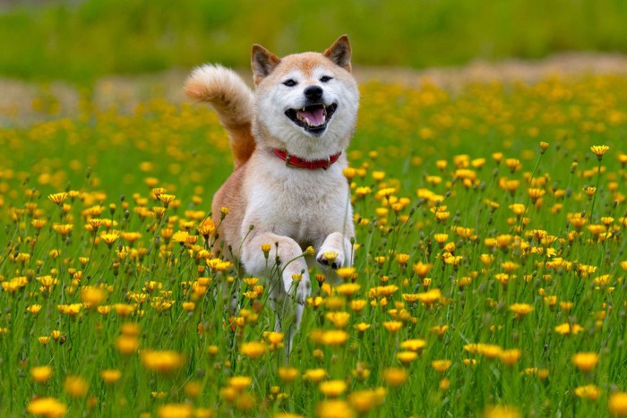 楽しそうに駆け寄ってくる犬