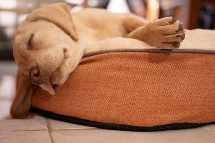 犬用ベッドで眠るラブラドールレトリーバーの子犬