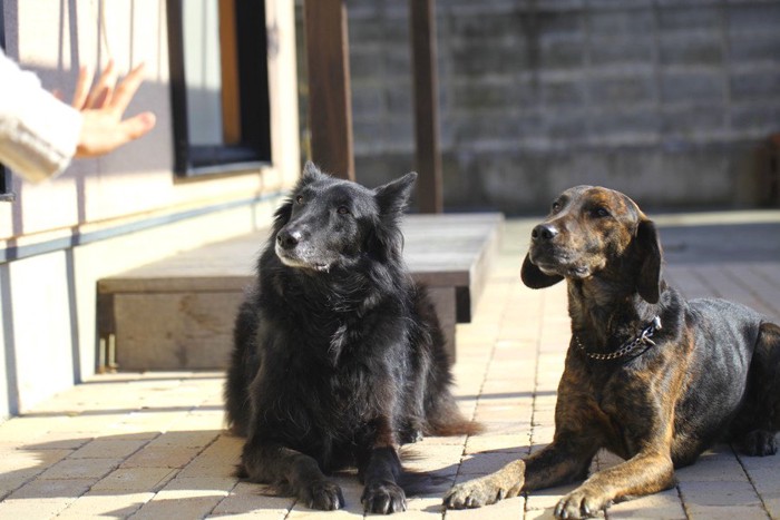 待てをする二匹の犬