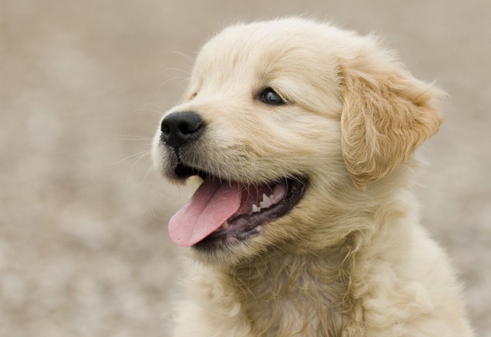 ゴールデンの子犬の笑顔