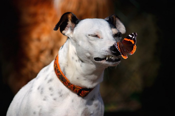 鼻に蝶が止まって目を瞑った犬