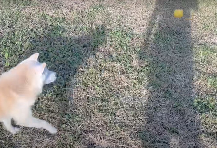 ボールを見つめる犬