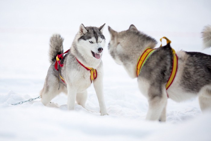 仲間の犬に吠えるシベリアンハスキー