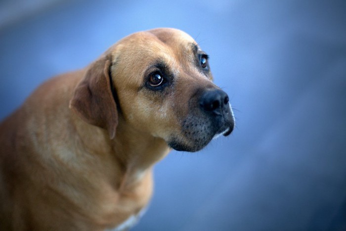 首をすくめたような犬