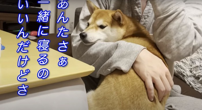 字幕と抱っこされる柴犬