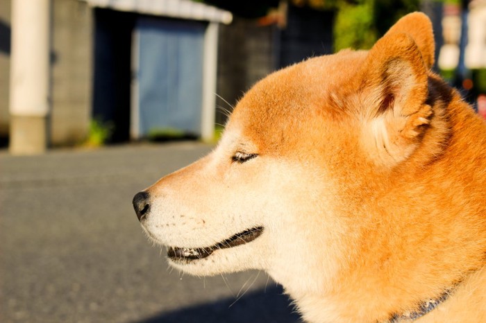 柴犬の成犬