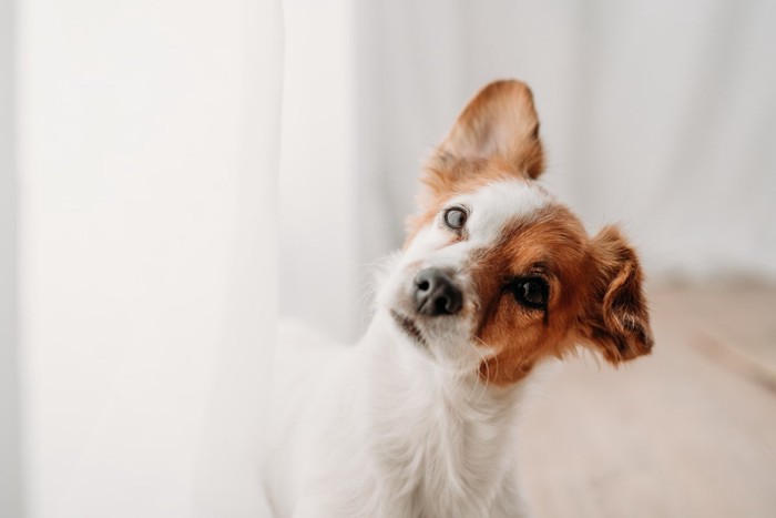 首をかしげる犬i