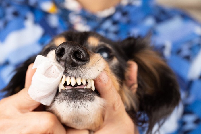 歯磨きシートで歯磨きする犬