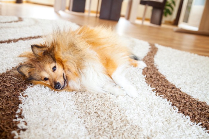 カーペットの上で横になる犬