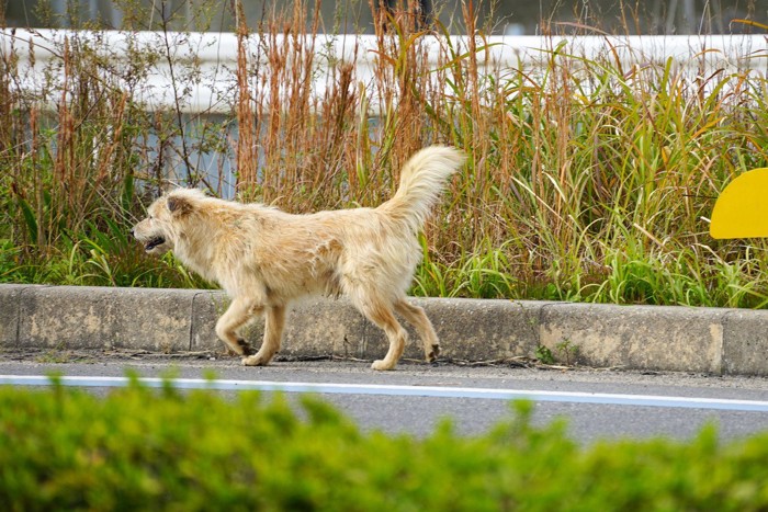 道端を歩く犬