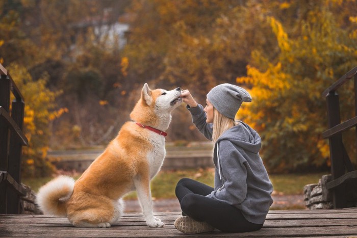 女性と秋田犬